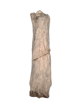 Mesohippus Metacarpal, White River