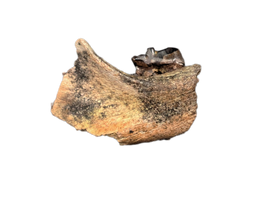 Mammal Jaw Section, Hell Creek Formation