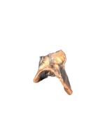 Mammal Molar (tooth), Hell Creek Formation