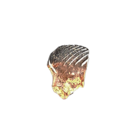 Mammal (Cimexomys) Tooth, Judith River Formation