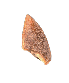 Majungasaurus Tooth