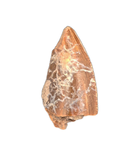 Majungasaurus Tooth