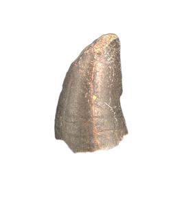 Afrovenator Tooth, Mid Jurassic of Africa