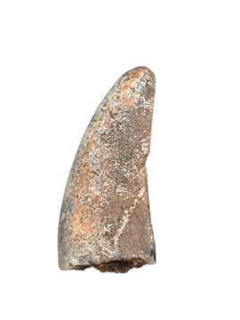 Ceratosaurid(?)Tooth, Mid Jurassic of Africa