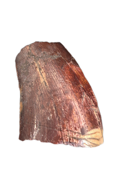 Ceratosaurid(?)Tooth, Mid Jurassic of Africa