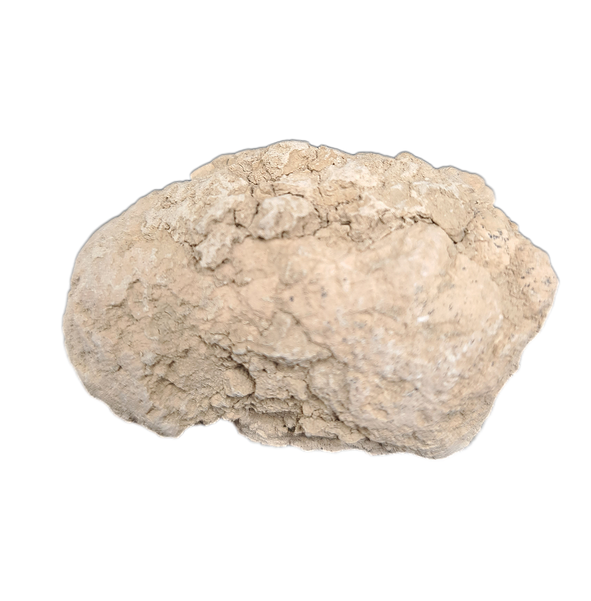 Coprolite (Poop), Brule Formation| The Daily Rex