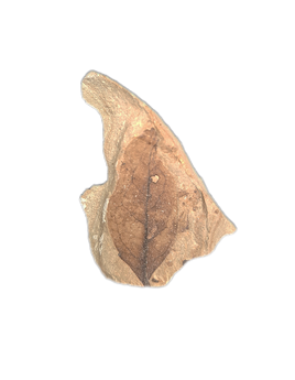 Green River Formation Leaf,  Bonanza Utah