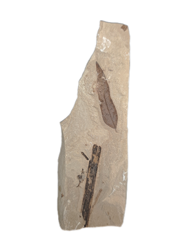 Green River Formation Leaf,  Bonanza Utah
