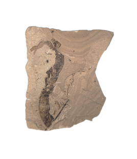 Green River Formation Leaf,  Bonanza Utah