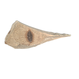 Green River Formation Seed Pod, Rifle. Colorado.