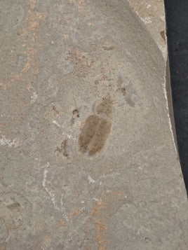 Green River Formation Beetle, Rifle. Colorado.