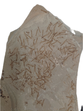 Larvae Colony, Green River Formation, Rifle. Colorado.
