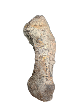 Sauropod Metacarpal, El Mers Formation