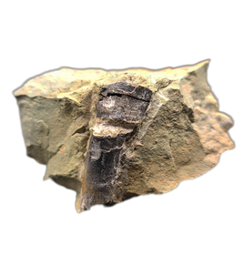 Rooted Sauropod Tooth, El Mers Formation