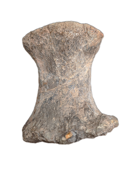 Undescribed Theropod Vertebrae, El Mers Formation (Jurassic)