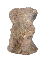 Undescribed (Allosaurid?) Theropod Vertebrae, El Mers Formation (Jurassic)