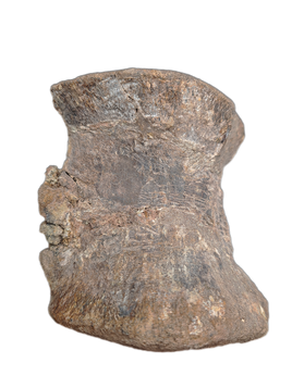 Undescribed (Allosaurid?) Theropod Vertebrae, El Mers Formation (Jurassic)