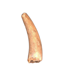 Teleosaurid Tooth from the Mid Jurassic, Madagascar