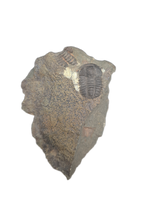 Ellipsocephalus (trilobite), Czech Republic