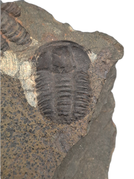Ellipsocephalus (trilobite), Czech Republic