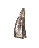 Baryonyx Tooth, England, Early Cretaceous