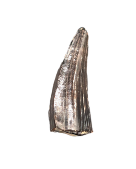 Baryonyx Tooth, England, Early Cretaceous