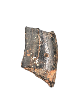 Neovenator Tooth, England, Early Cretaceous