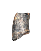 Neovenator Tooth, England, Early Cretaceous