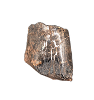 Eotyrannus Tooth, England, Early Cretaceous