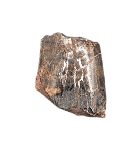 Eotyrannus Tooth, England, Early Cretaceous