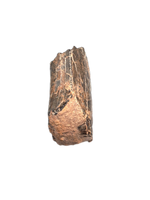 Eotyrannus Tooth, England, Early Cretaceous