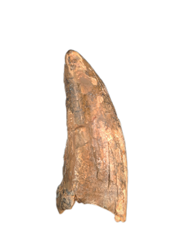 Albertosaurus Tooth, Horsehsoe Canyon Formation