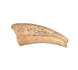 Struthiomimus Hand Claw