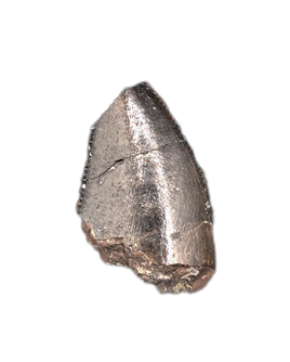 Allosaurus Tooth from the Morrison Formation