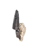 Allosaurus Tooth from the Morrison Formation