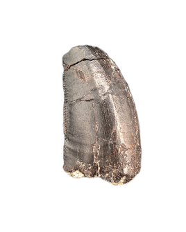 Allosaurus Tooth from the Morrison Formation