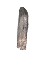 Diplodocus Tooth, Morrison Formation
