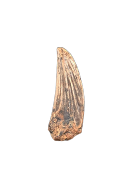 Paronychodon Tooth from the Hell Creek Formation