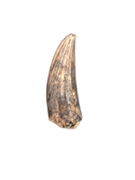 Paronychodon Tooth from the Hell Creek Formation