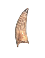 Rare Paronychodon Tooth with serrations from the Hell Creek Formation