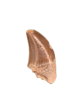 Raptor (Dromaeosaur) Tooth