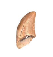 Raptor (Dromaeosaur) Tooth