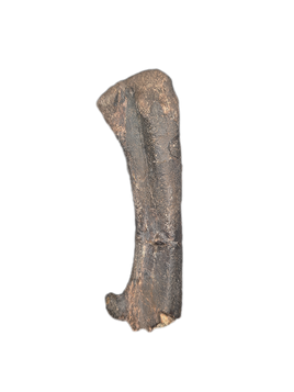 Raptor (Dromaeosaur) Femur, Two Medicine Formation