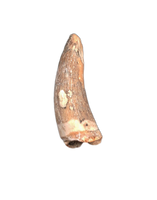 Teleosaurid Tooth from the Mid Jurassic, Madagascar