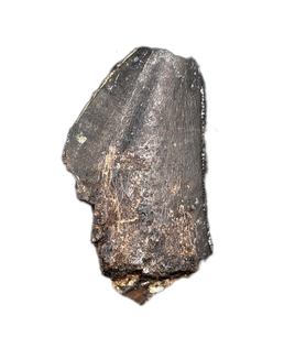 Ceratosaurus Tooth, Morrison Formation