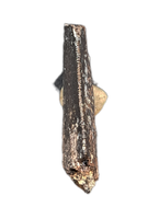 Ceratosaurus Tooth, Morrison Formation