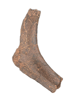 Edmontosaurus Rib Head