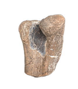 Polished, Agatized, Camptosaurus Femur End, Morrison Formation