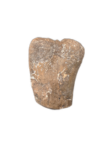 Polished, Agatized, Camptosaurus Femur End, Morrison Formation