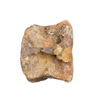 Pachycephalosaurus Vertebrae